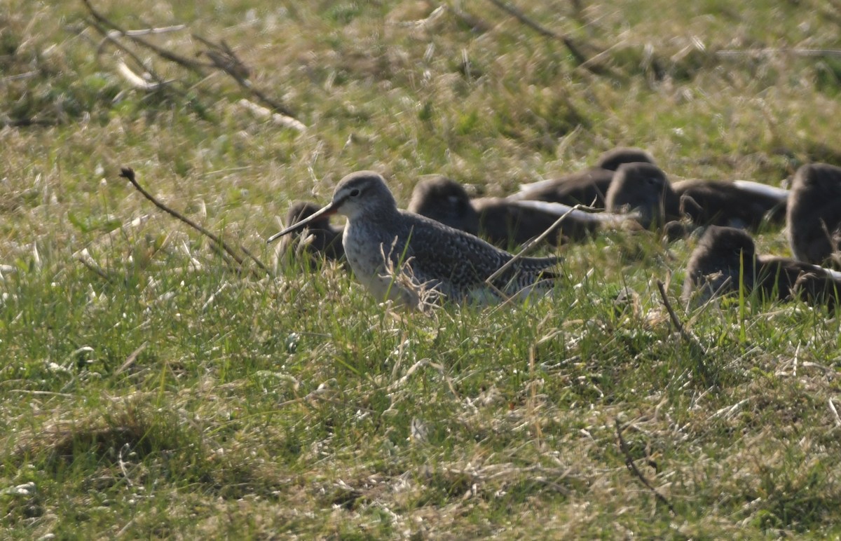 Spotted Redshank - ML633659606