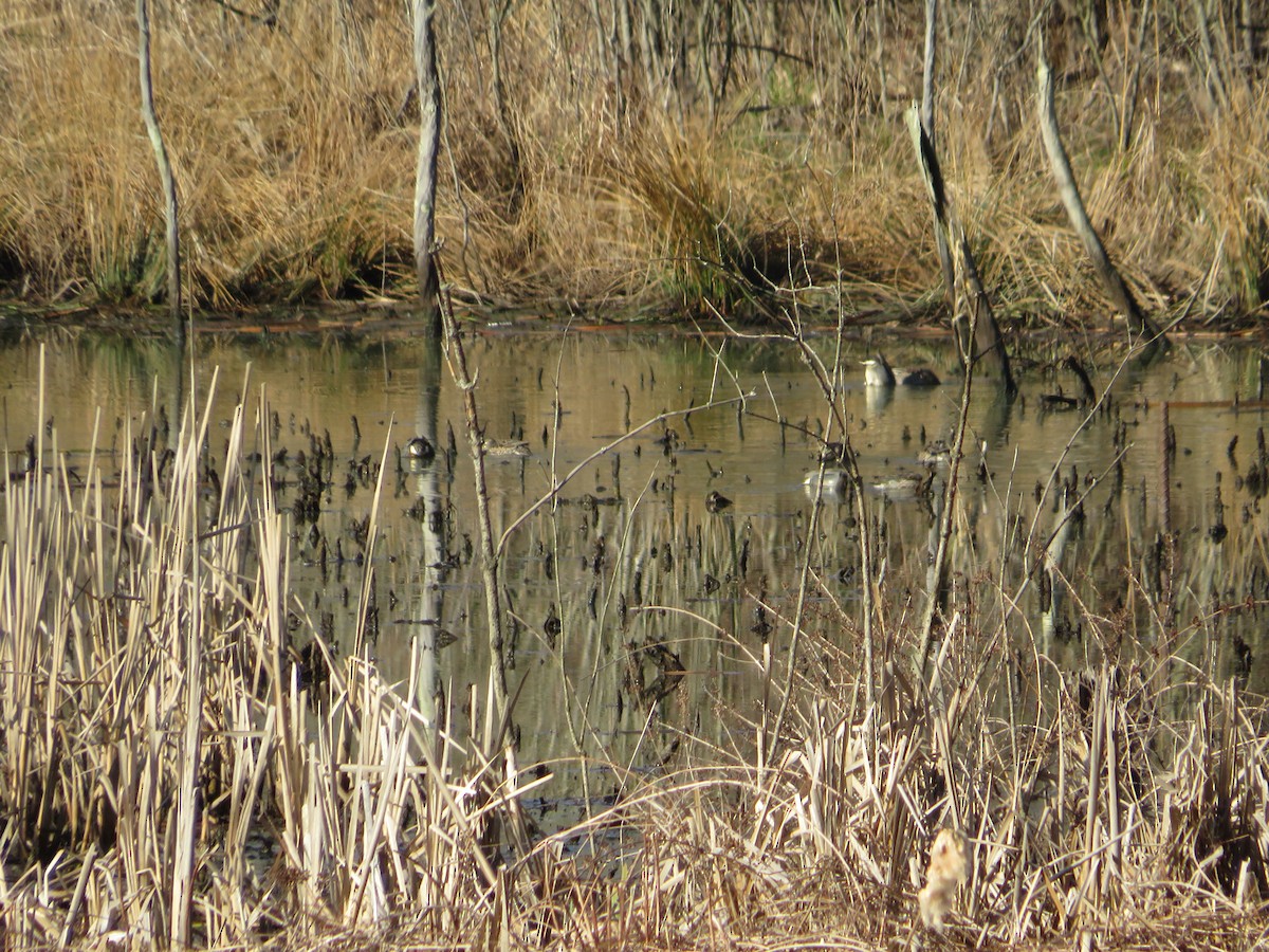 Blue-winged Teal - ML633659665