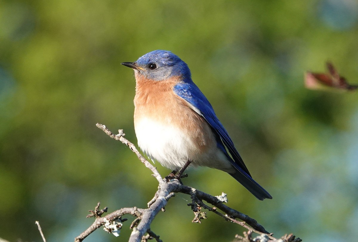 Eastern Bluebird - ML633659669