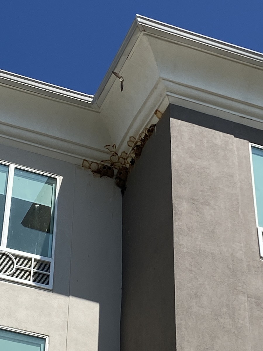 Cliff Swallow - ML633659824