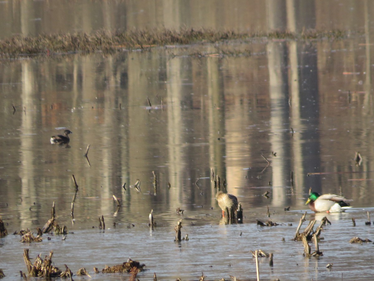 Pied-billed Grebe - ML633659851
