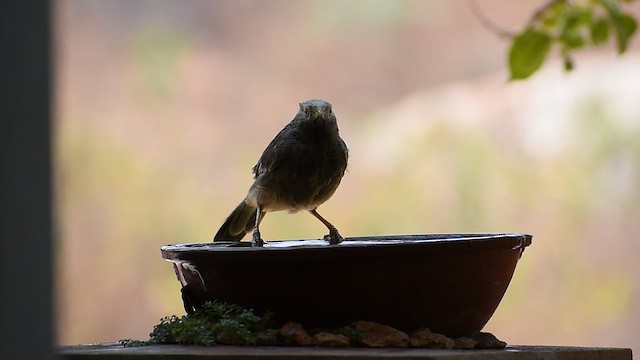 Yellow-billed Babbler - ML633659966