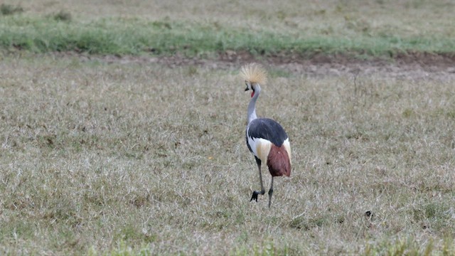 Gray Crowned-Crane - ML633660018