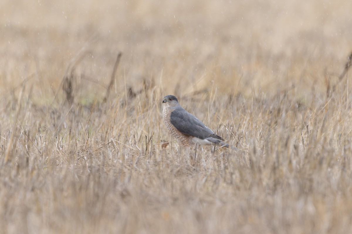 Cooper's Hawk - ML633660090