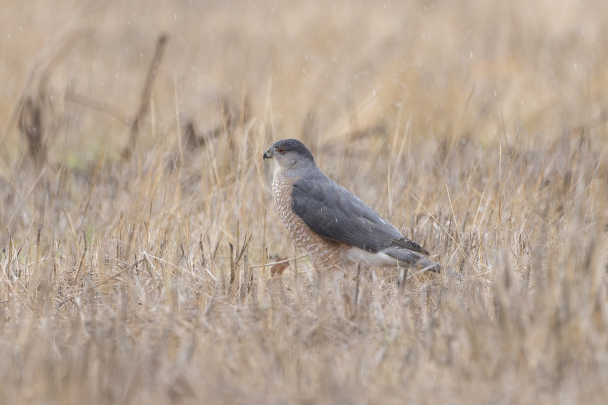 Cooper's Hawk - ML633660095