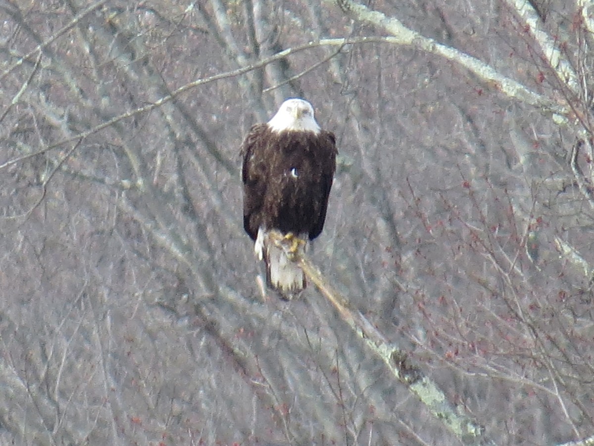 Bald Eagle - ML633660103