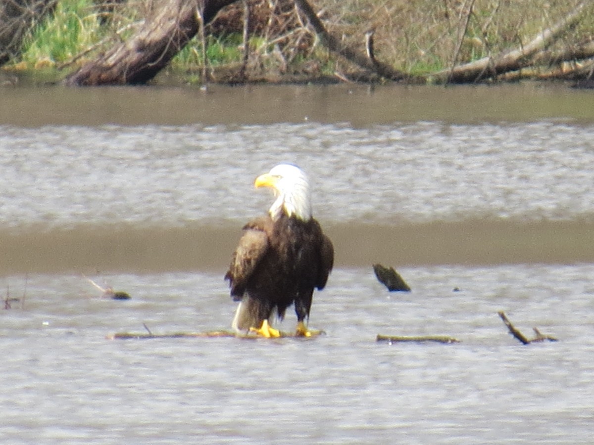 Bald Eagle - ML633660104