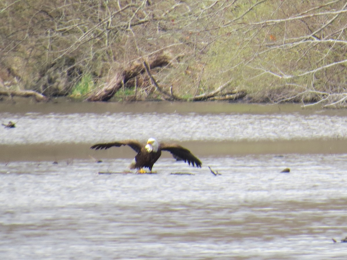 Bald Eagle - ML633660105