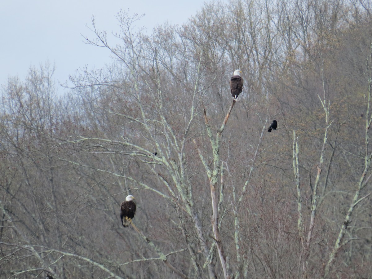 Bald Eagle - ML633660107