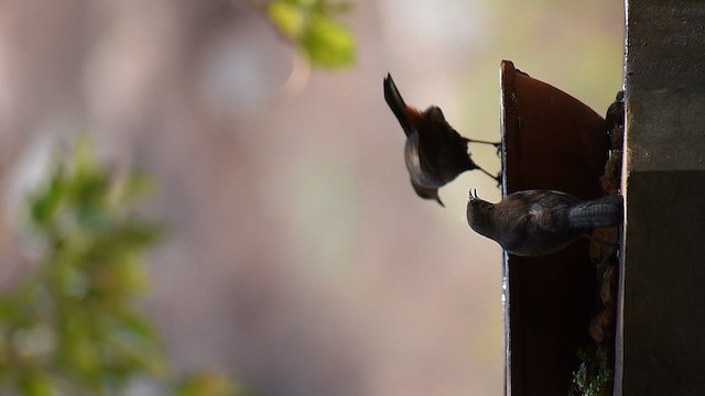 Indian Robin - ML633660163