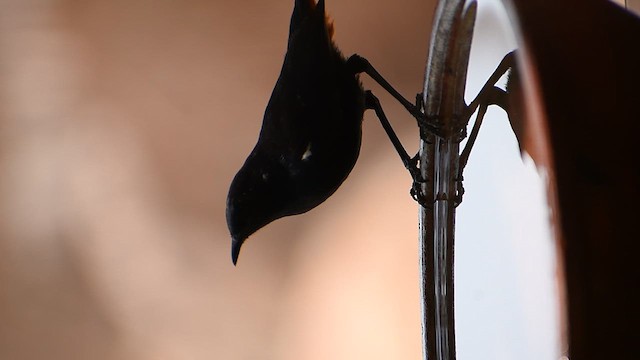 Indian Robin - ML633660174