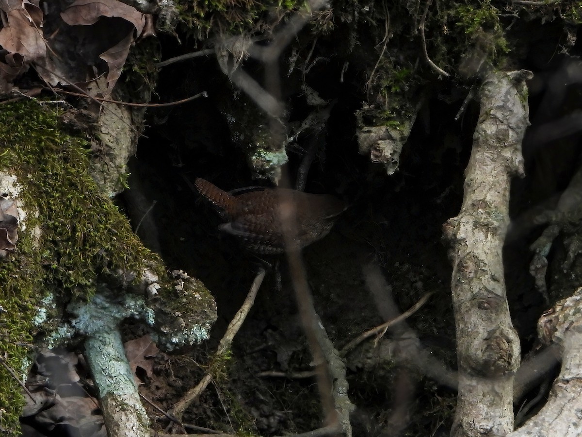 Winter Wren - ML633660253