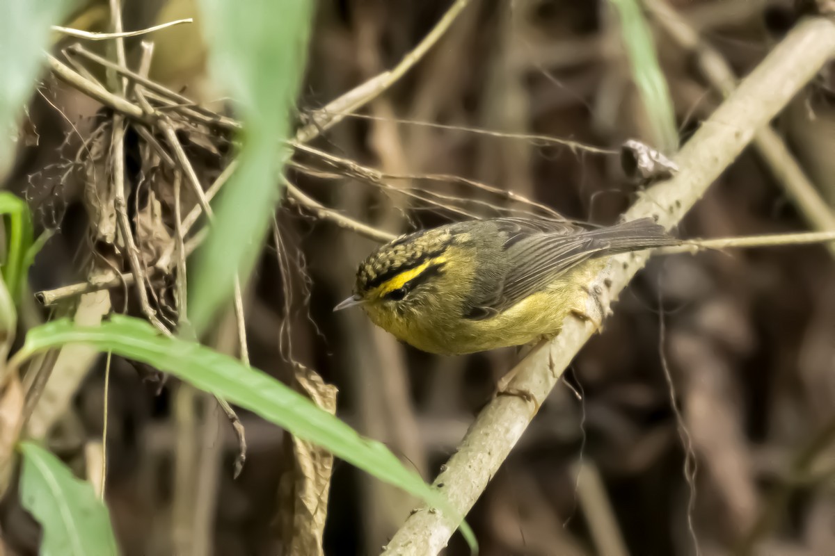 Yellow-throated Fulvetta - ML633660254