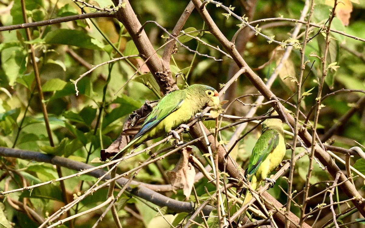 Orange-fronted Parakeet - ML633660378