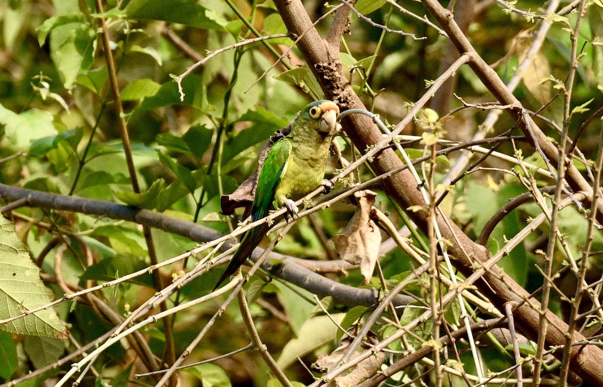 Orange-fronted Parakeet - ML633660379