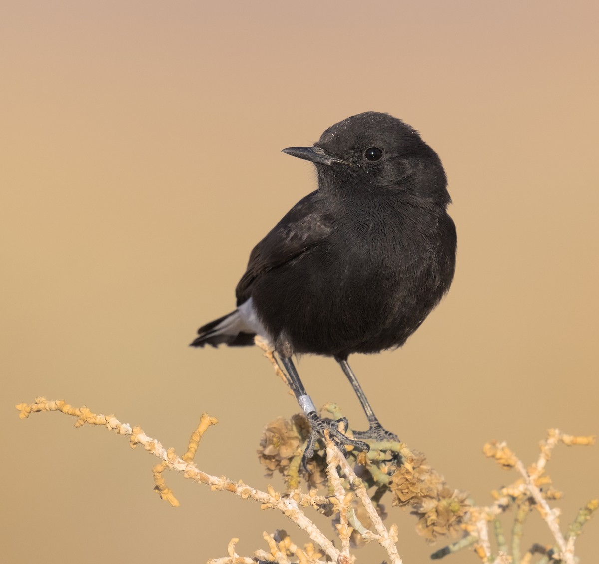 Mourning Wheatear (Basalt) - ML633660388
