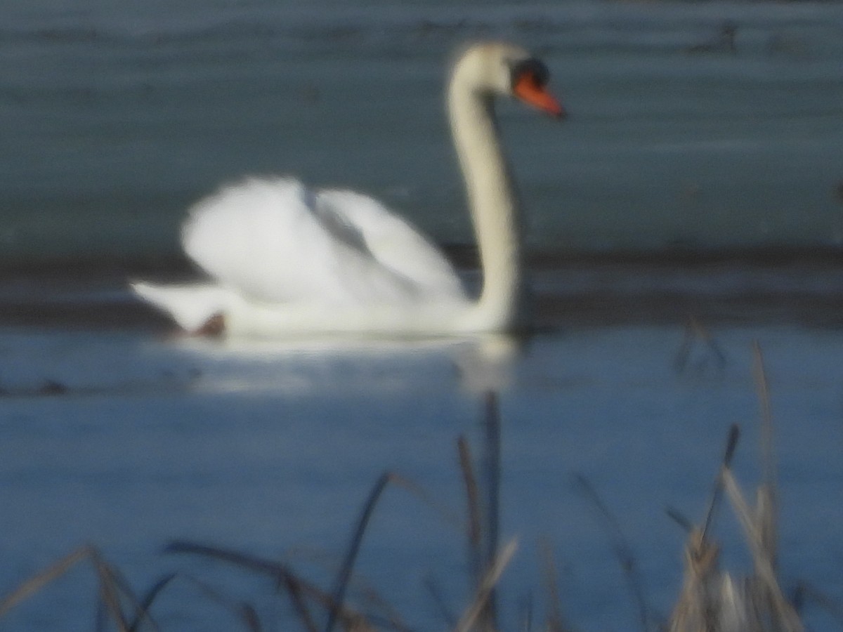 Mute Swan - ML633660469
