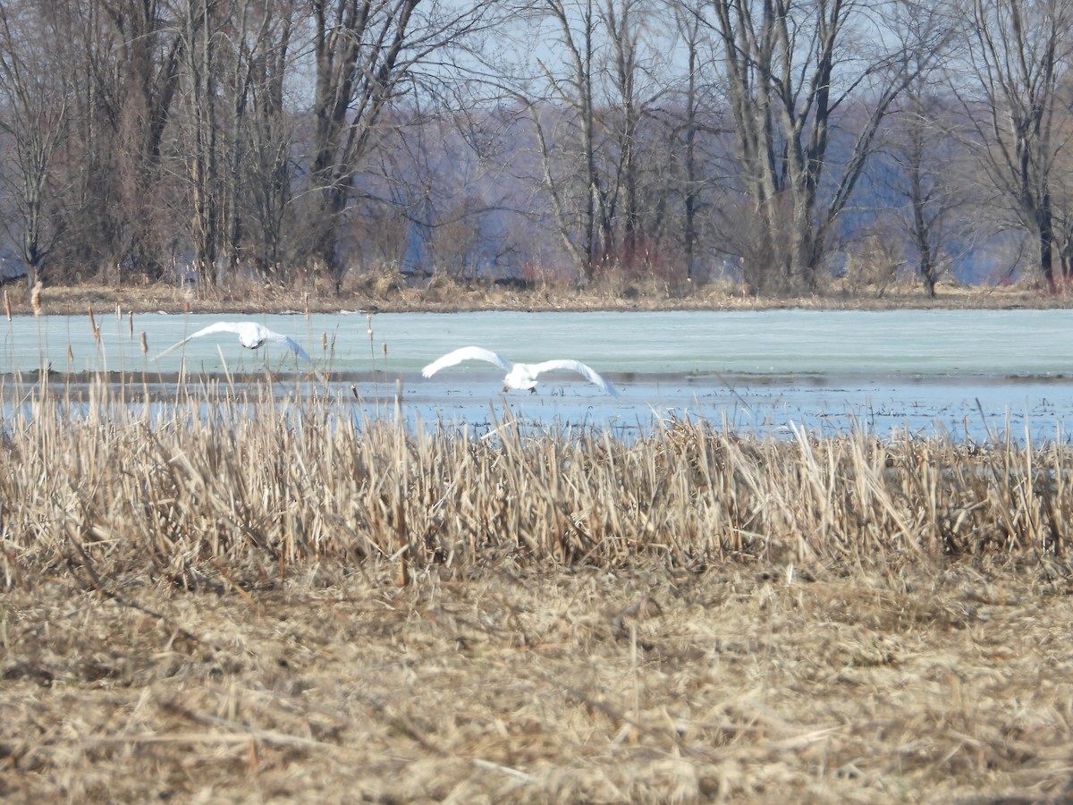 Mute Swan - ML633660472