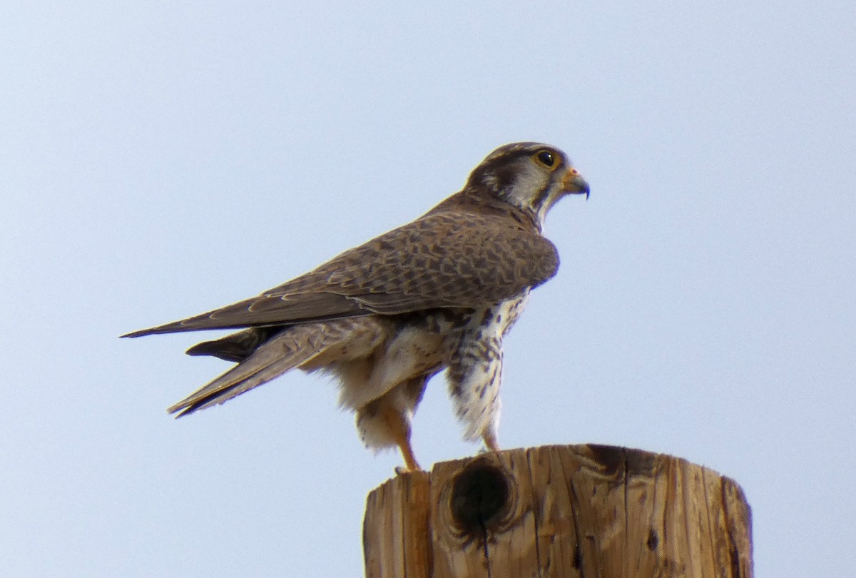 Prairie Falcon - ML633660482