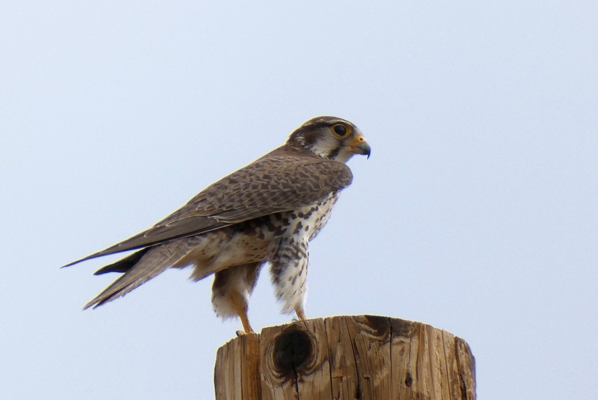 Prairie Falcon - ML633660483