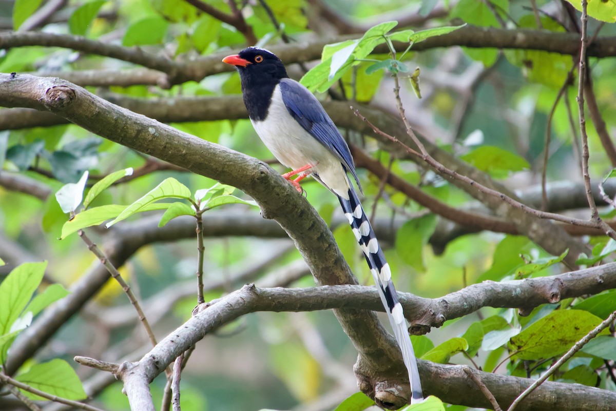 Red-billed Blue-Magpie - ML633660485