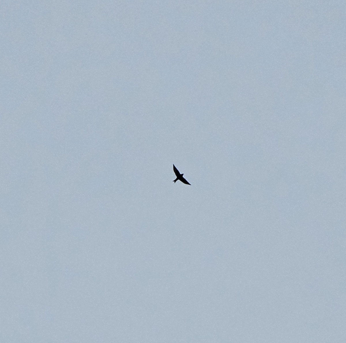 Purple Martin - ML633660587