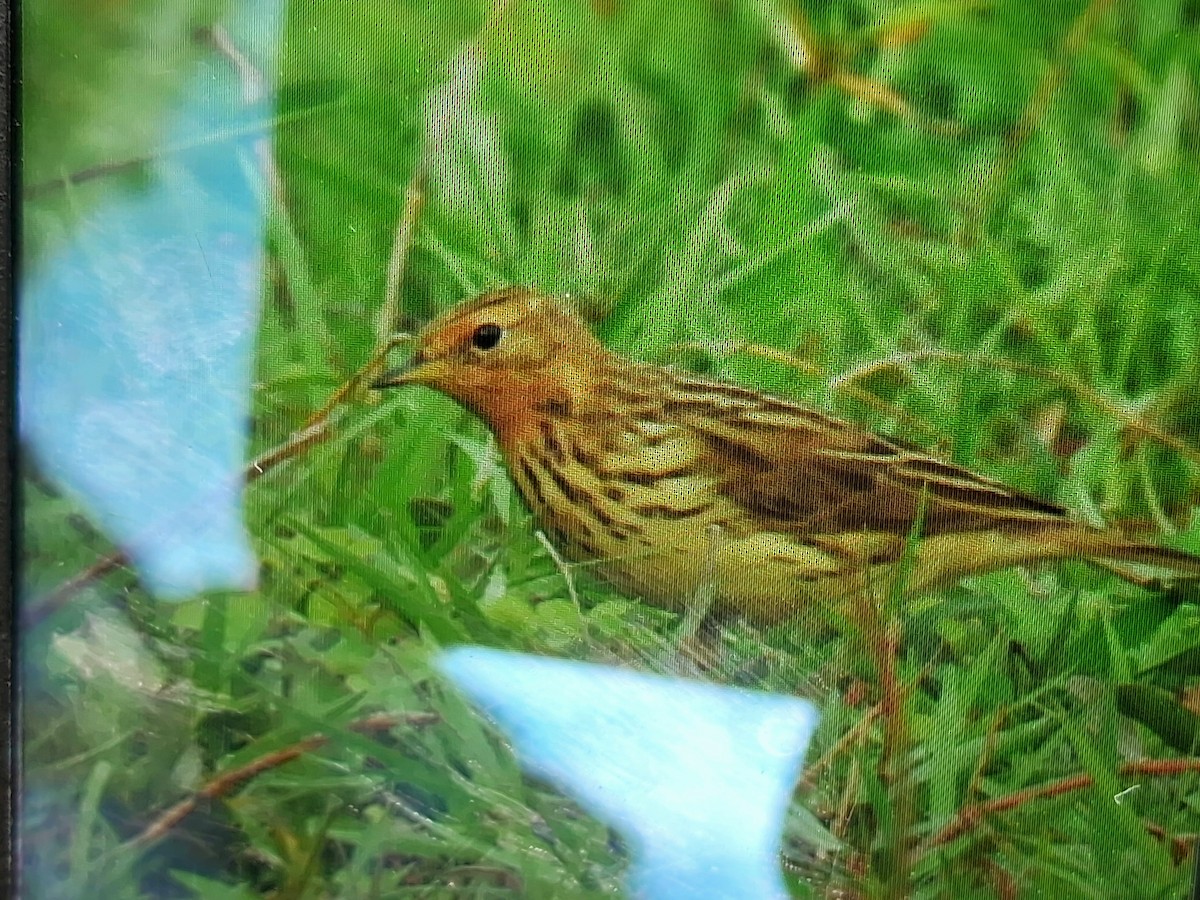 פפיון אדום-גרון - ML633660842