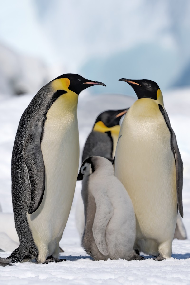 Emperor Penguin - ML633660973
