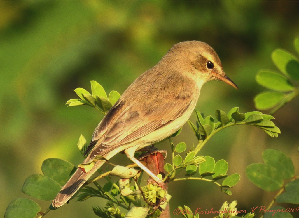 Халиун заараг - ML633660986