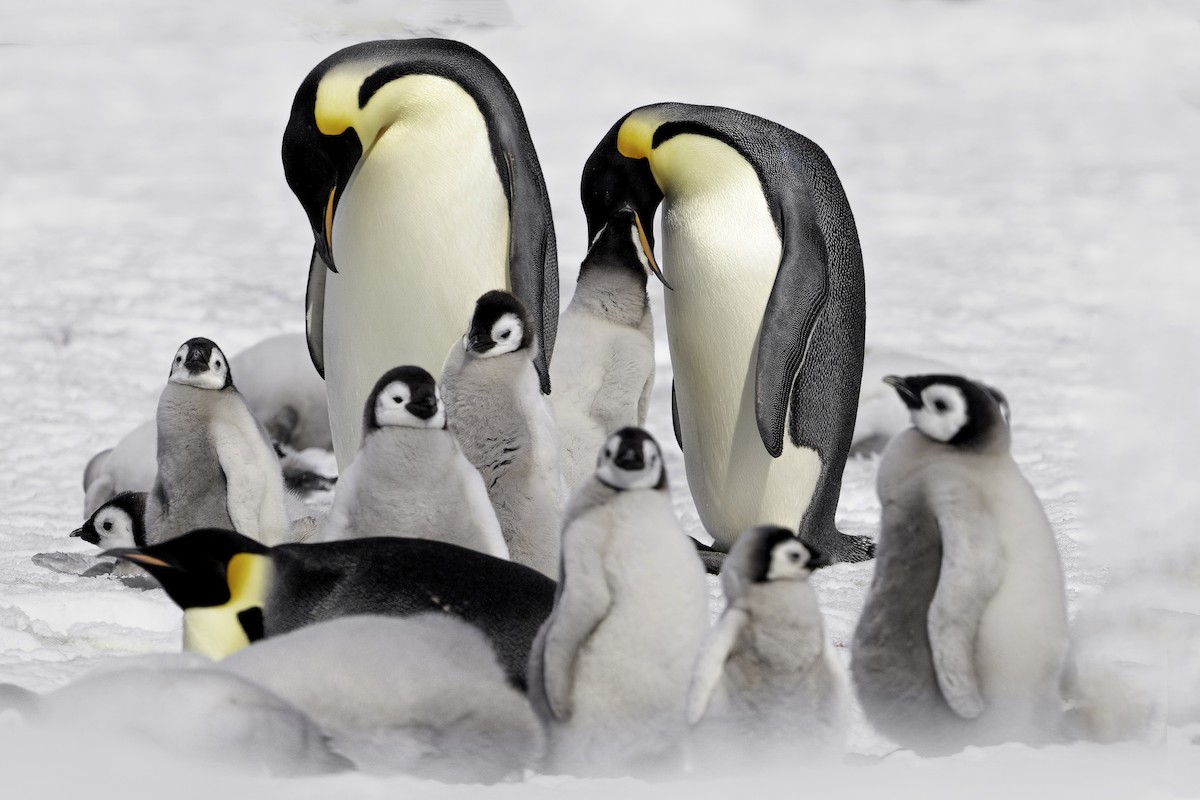 Emperor Penguin - ML633660990