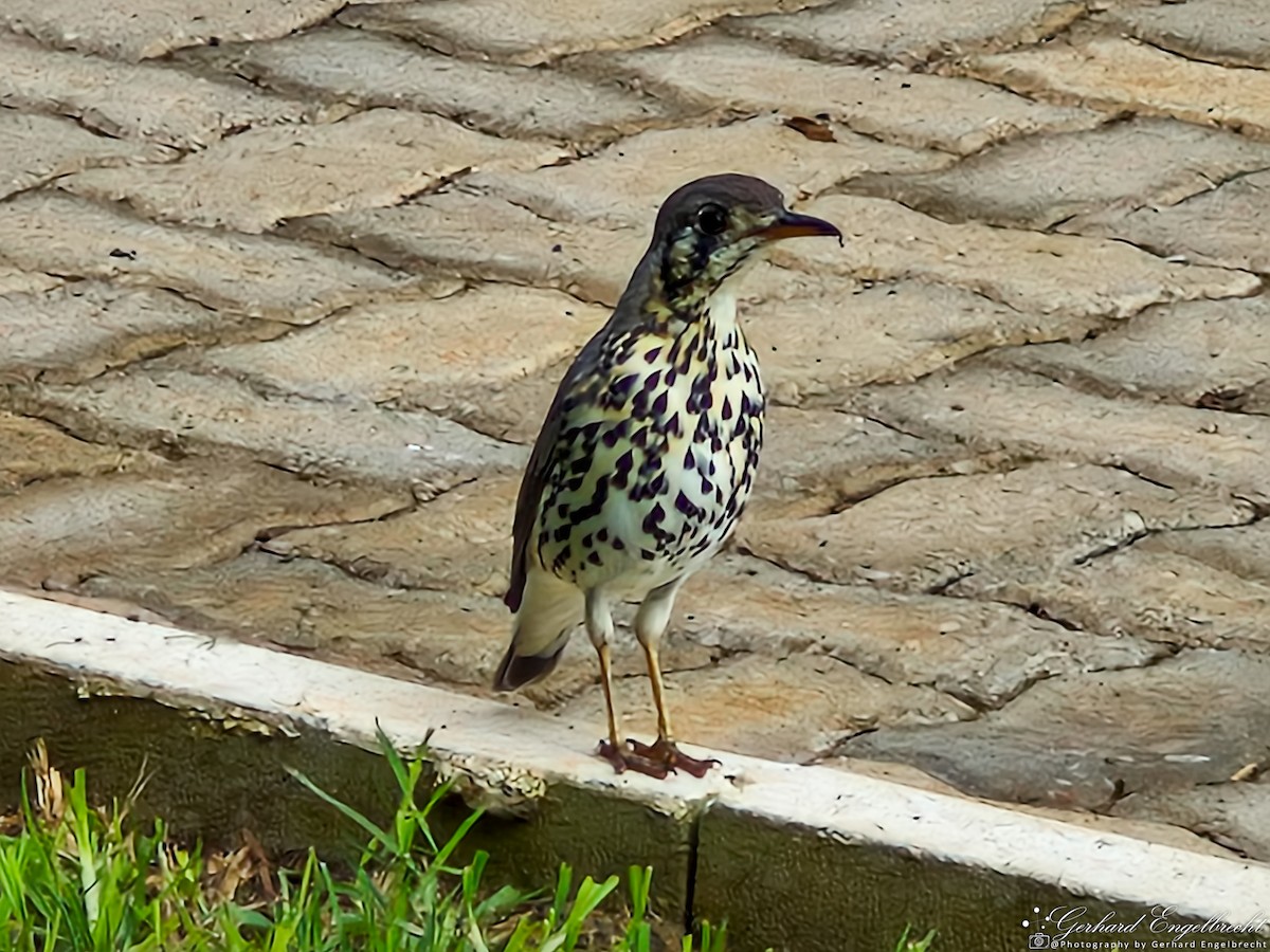 Groundscraper Thrush - ML633661007
