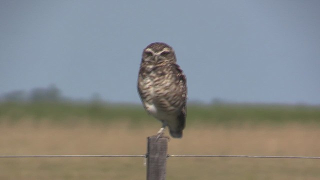 Burrowing Owl - ML633661022