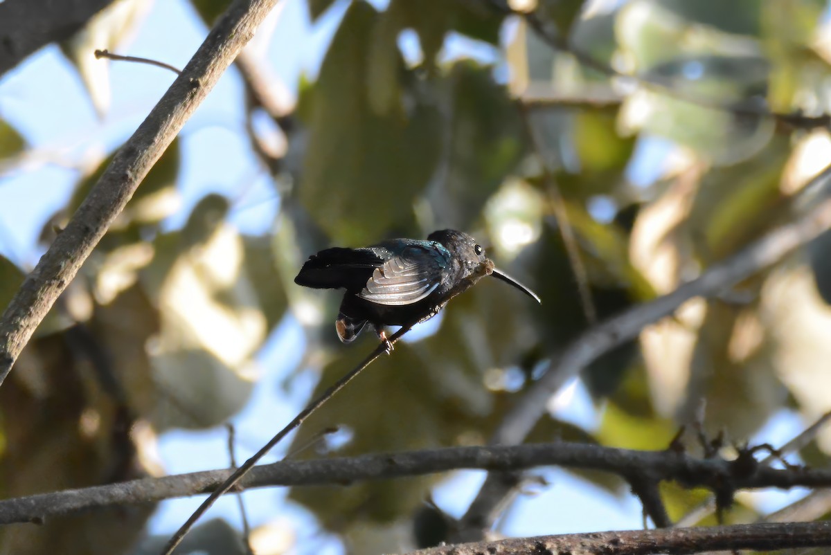 Santa Marta Sabrewing - ML633661028