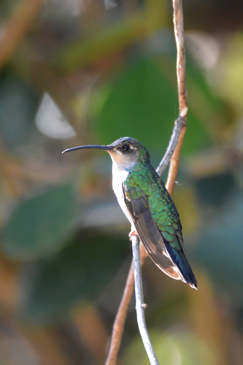 Santa Marta Sabrewing - ML633661040
