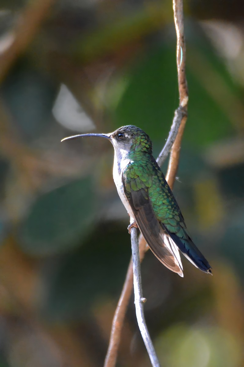 Santa Marta Sabrewing - ML633661041