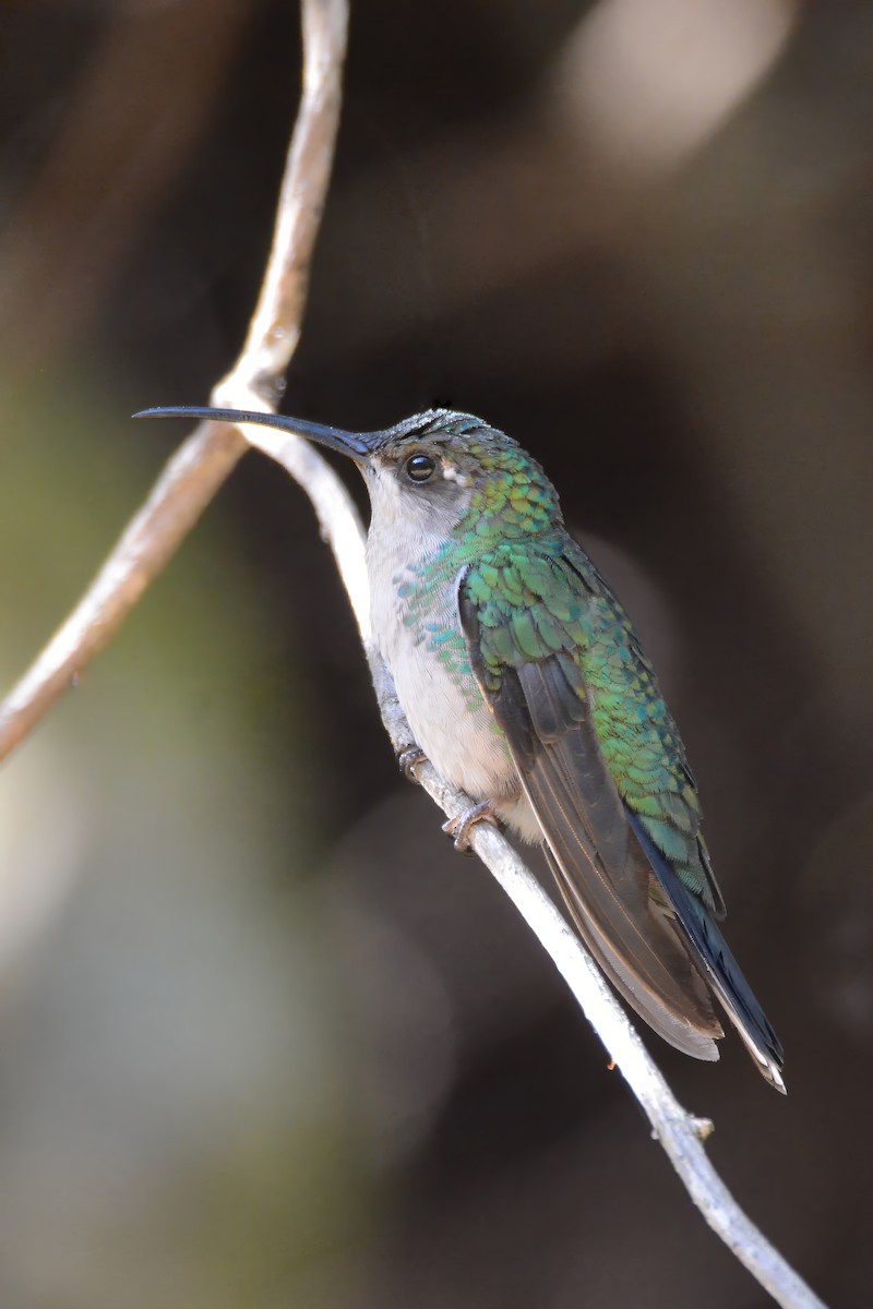 Santa Marta Sabrewing - ML633661043