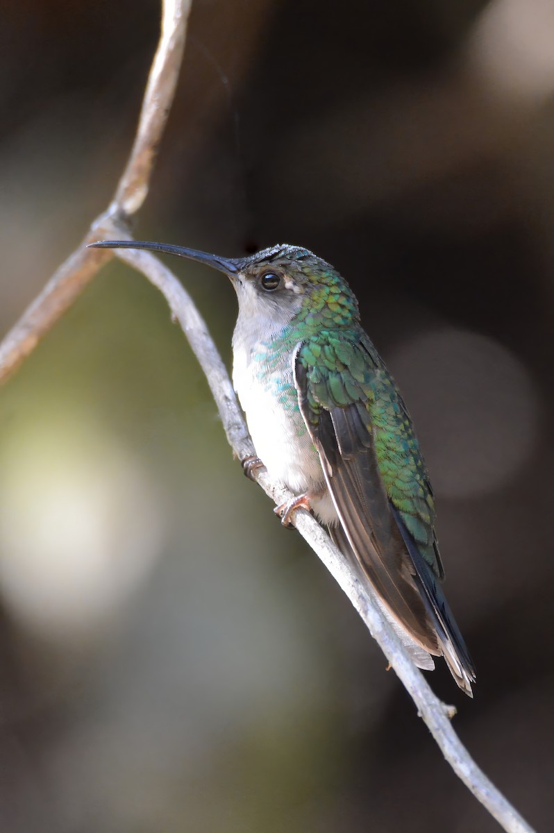 Santa Marta Sabrewing - ML633661044
