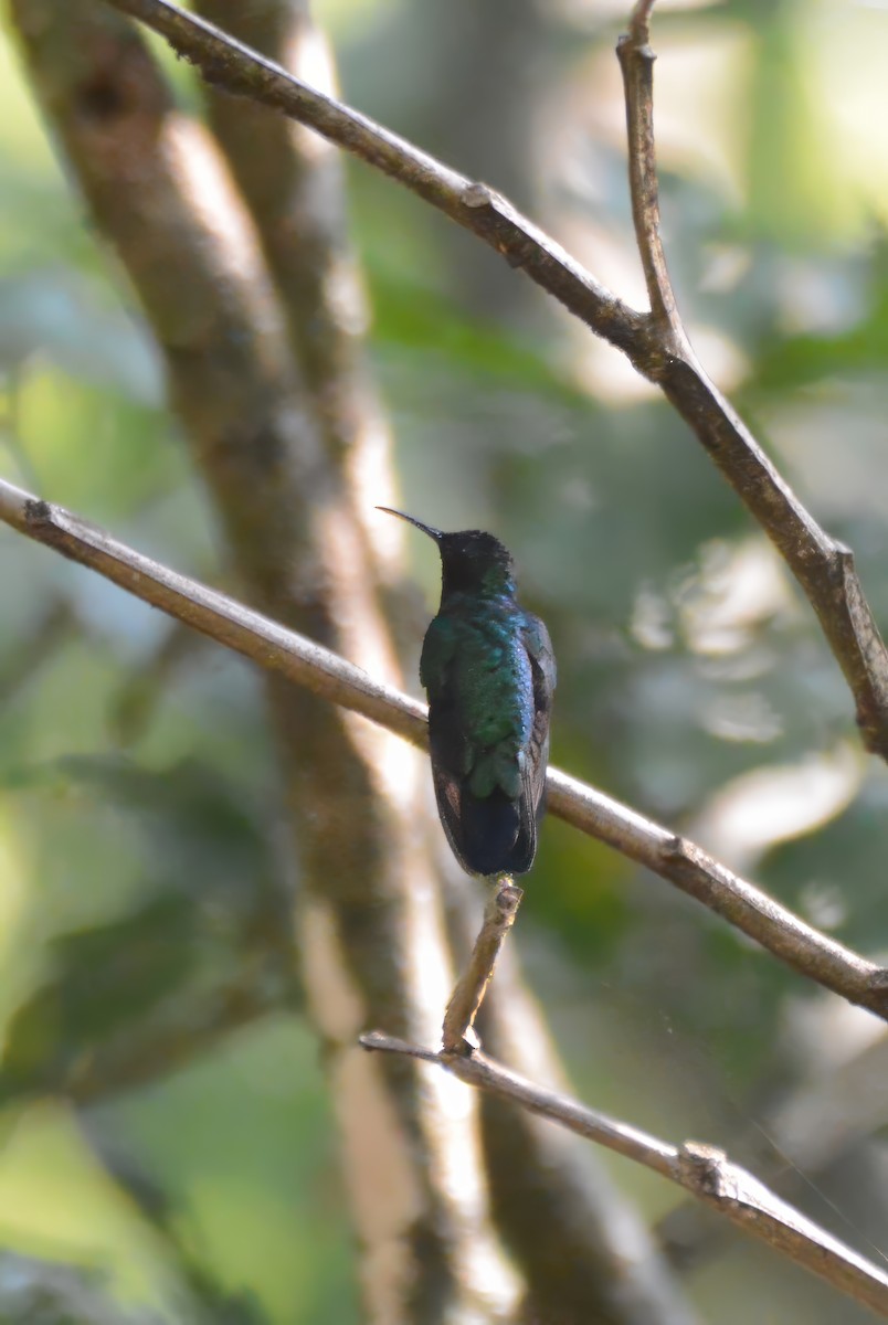 Santa Marta Sabrewing - ML633661045