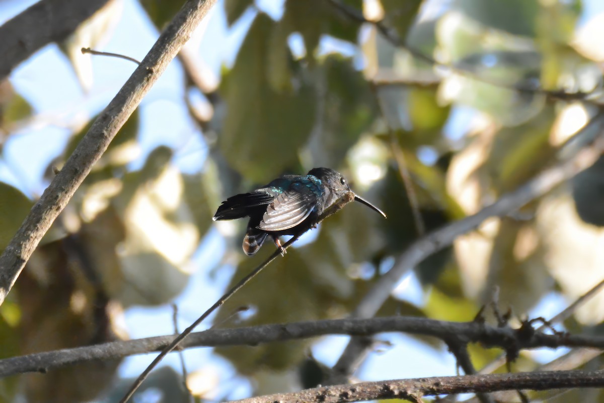 Santa Marta Sabrewing - ML633661046