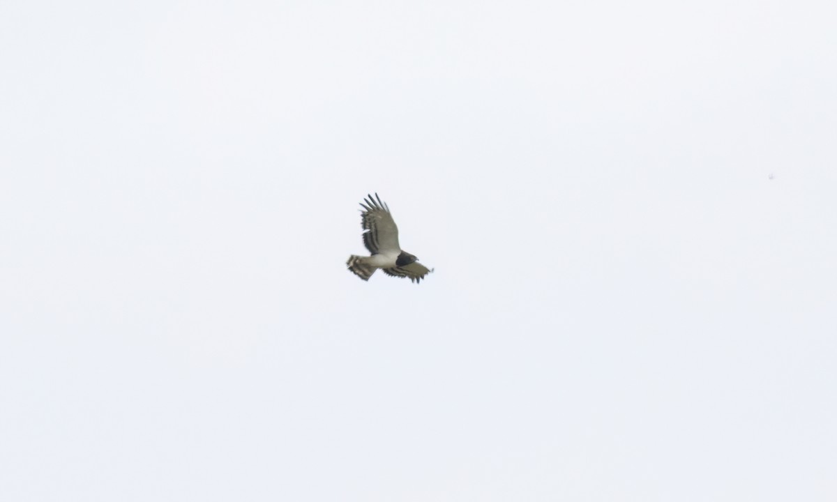 Black-chested Snake-Eagle - ML633661058