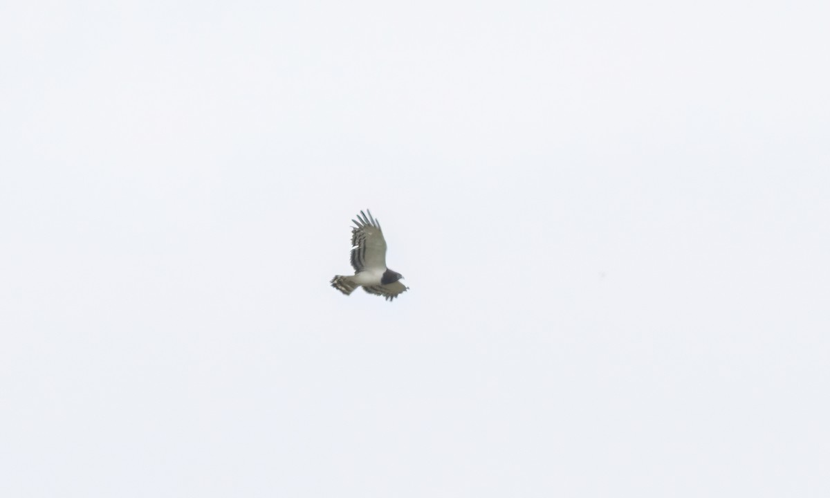Black-chested Snake-Eagle - ML633661059