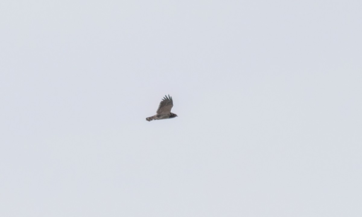 Black-chested Snake-Eagle - ML633661060