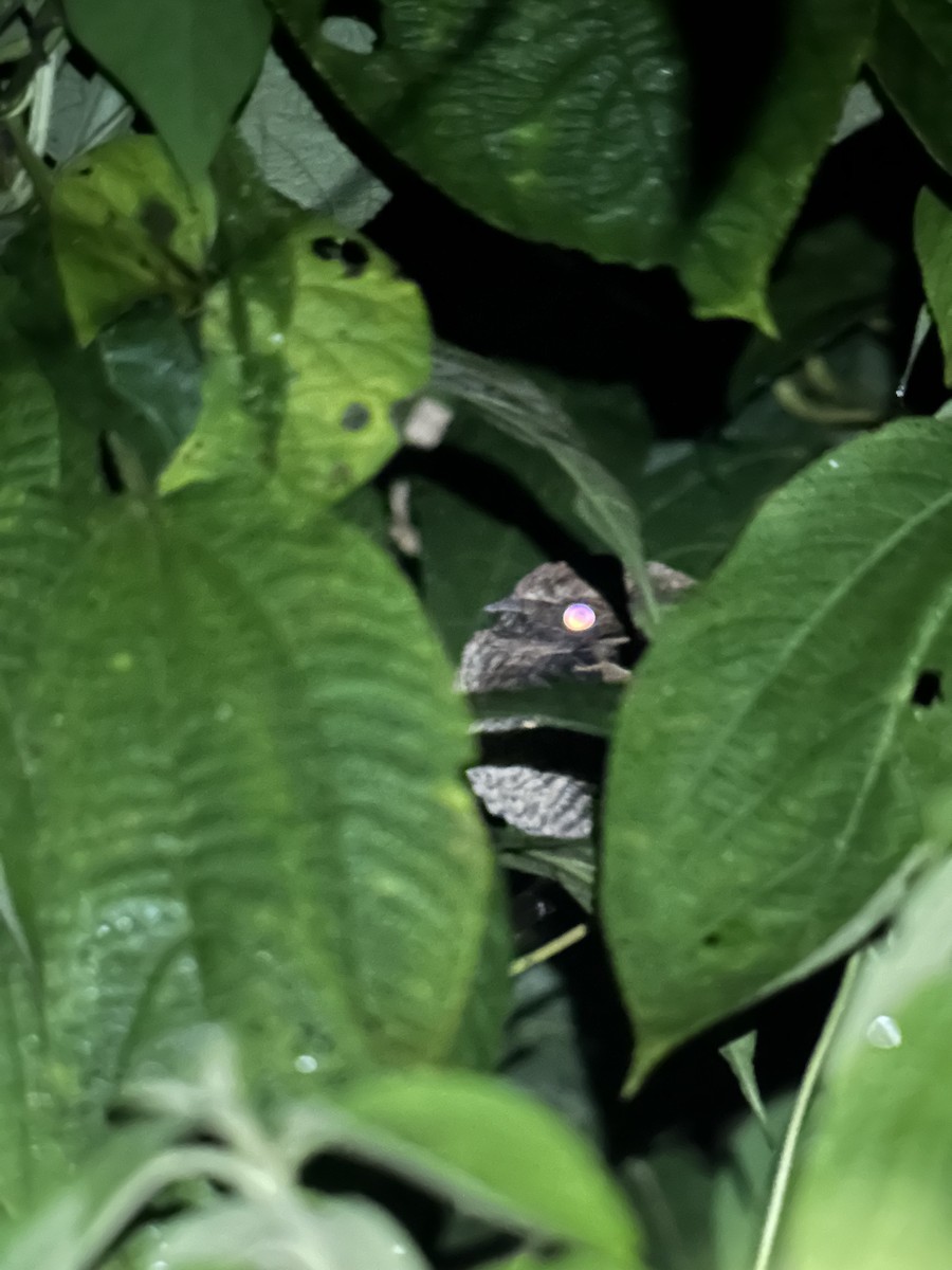 nightjar sp. - ML633661071