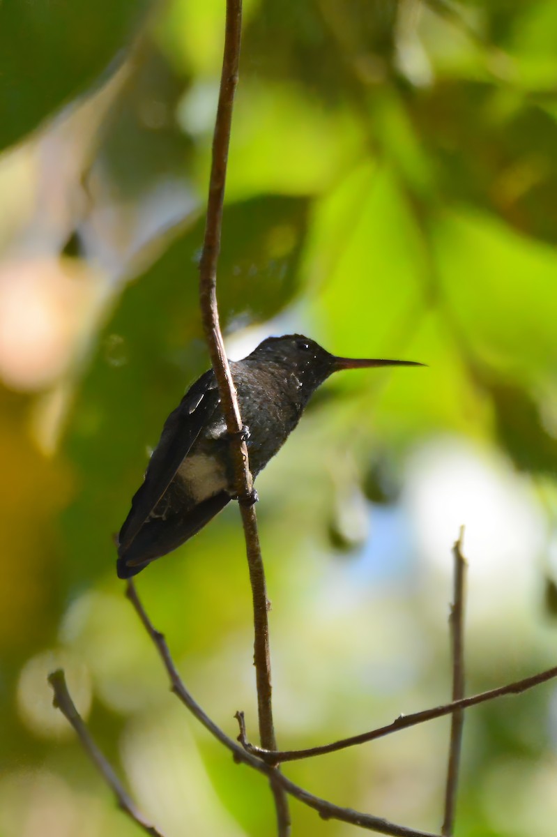 Steely-vented Hummingbird - ML633661126