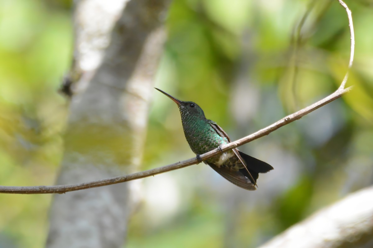 Steely-vented Hummingbird - ML633661128