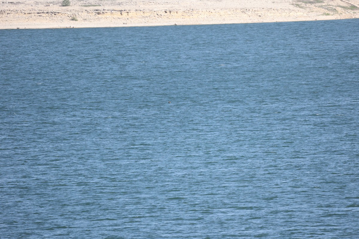 Brown Booby - ML633661138