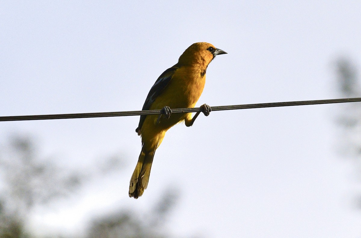 Streak-backed Oriole - ML633661141