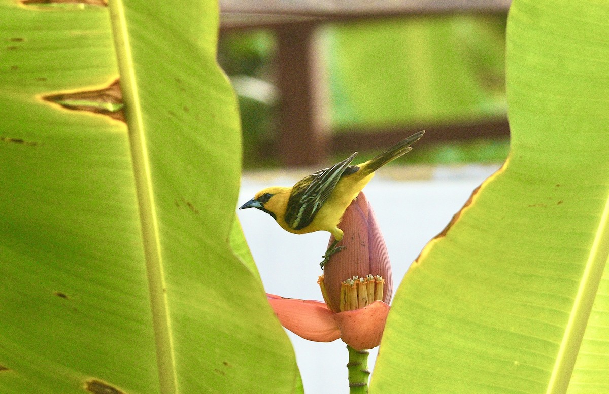 Streak-backed Oriole - ML633661142