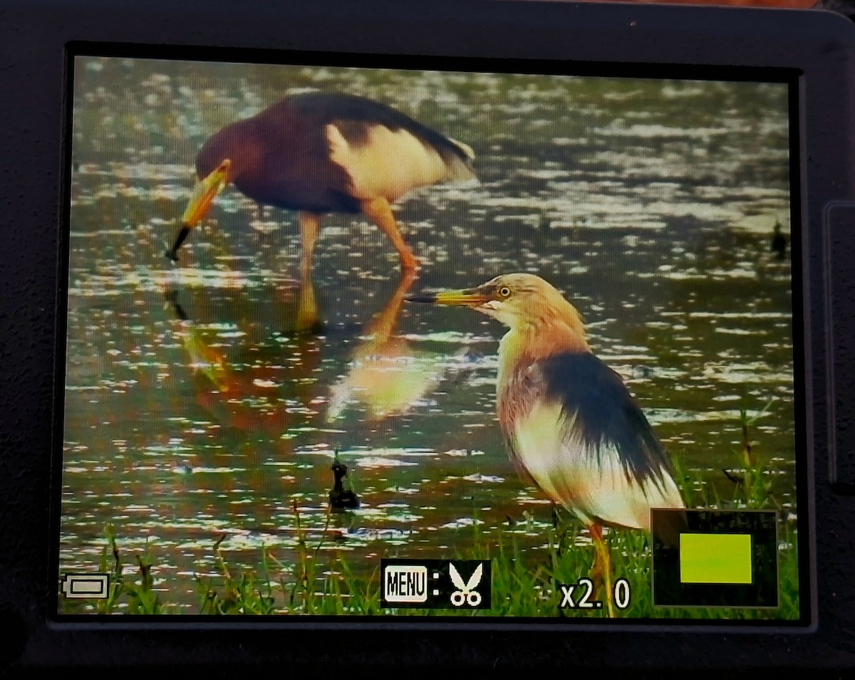 Javan Pond-Heron - ML633661206
