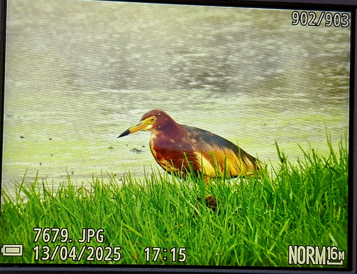 אנפית סינית - ML633661243